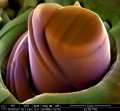 Réz egykristályból ionsugárral kialakított és megnyomással deformált mikro-oszlop (micropillar)