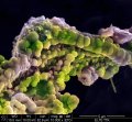 Biofilm egy Gellért-hegyi forrásbarlangból: fonalas baktériumok által kiválasztott vas-oxihidroxid burok