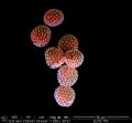 Parlagfű pollenszemcsék